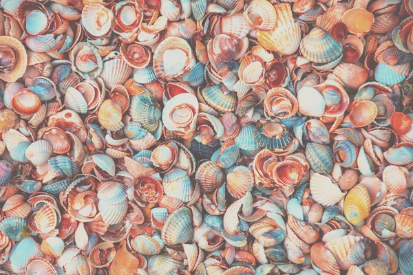 Natural Abstract Vintage Colorful Shells Background — Stock Photo, Image