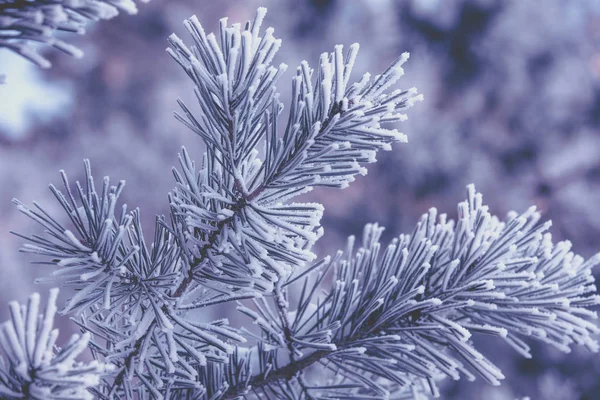 Kiefernzweige Mit Reim Bedeckt Vintage Natürlichen Winter Hintergrund Winternatur Verschneiter — Stockfoto