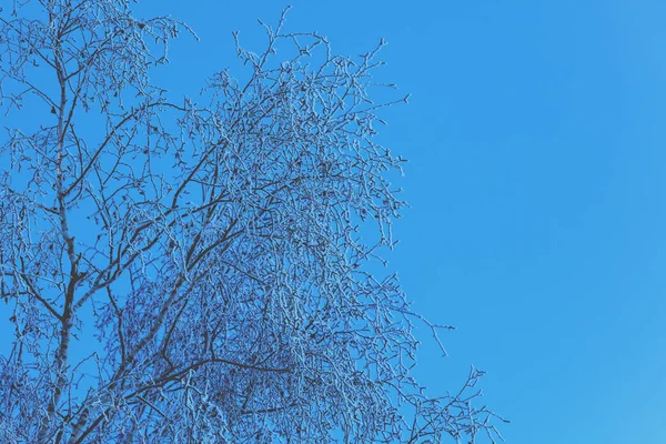 Березовые Ветви Покрыты Римом Против Голубого Неба Винтажный Природный Зимний — стоковое фото