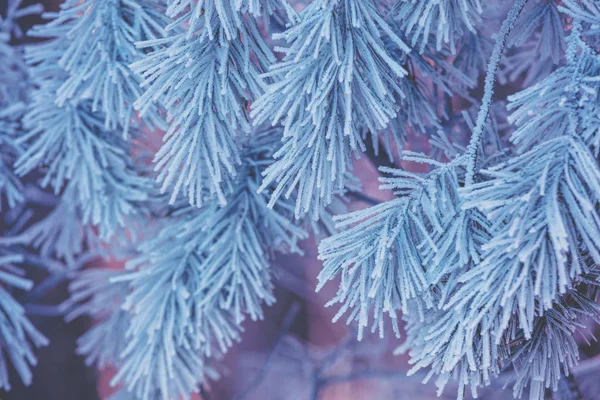 Kiefernzweige Mit Reim Bedeckt Vintage Natürlichen Winter Hintergrund Winternatur Verschneiter — Stockfoto