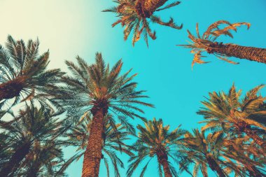 Mavi gökyüzü karşı tropikal palmiye ağaçları. Uzun palmiye ağaçları silüeti. Tropikal akşam peyzaj