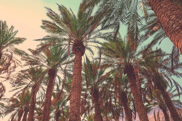 热带棕榈树对蓝天 高大的棕榈树的剪影 热带晚景观 — 图库照片