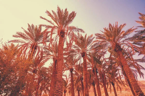 Tropické Palmy Proti Západu Slunce Obloze Silueta Vzrostlých Palem Tropický — Stock fotografie