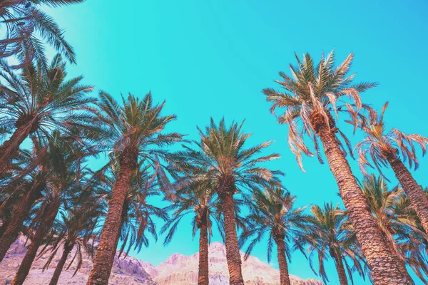 Palme Tropicali Contro Cielo Blu Silhouette Alte Palme Paesaggio Tropicale — Foto Stock