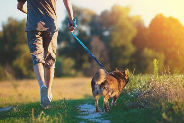 Man Går Med Hund Fältet Vid Solnedgången Mannen Håller Hunden — Stockfoto