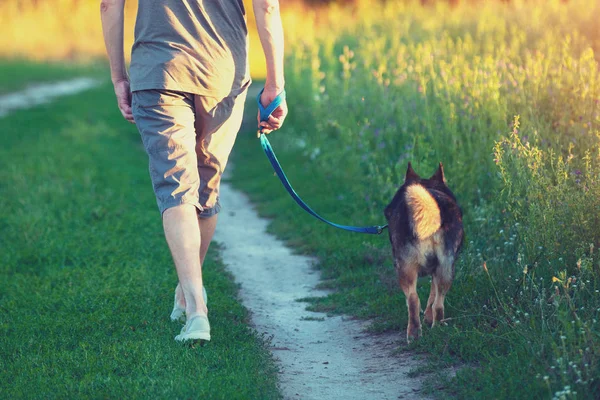 夕暮れ時 フィールドで犬を連れて歩いて男 ひもにつないで犬を抱きかかえた — ストック写真