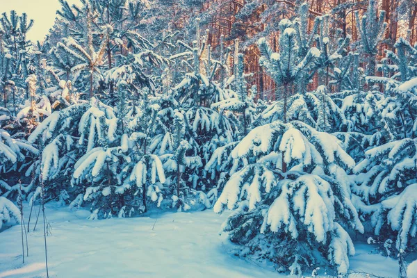 Genç Ağaçlar Karla Kaplı Çam Kış Doğa Snowy Orman — Stok fotoğraf