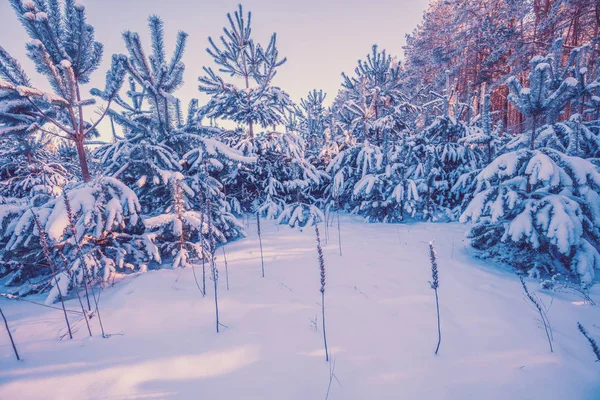 Junge Kiefern Mit Schnee Bedeckt Winternatur Verschneiter Wald — Stockfoto