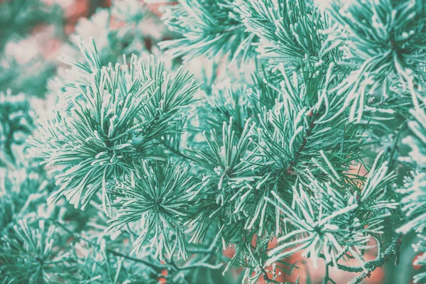 Pine Κλαδιά Καλυμμένα Rime Φυσικό Χειμώνα Φόντο Φύση Χειμώνα Χιονισμένο — Φωτογραφία Αρχείου