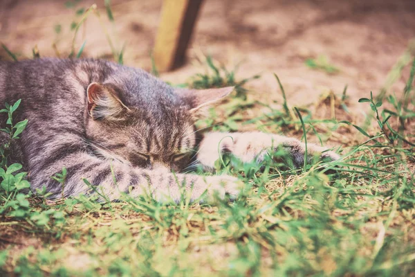 Gato Cinza Bonito Dormindo Quintal Grama Verão — Fotografia de Stock