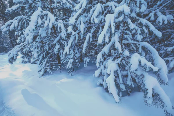 Snowy Pine Forest Sunset Pine Branches Covered Snow Natural Winter — Stock Photo, Image