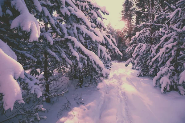 Snöiga Tallskog Vid Solnedgången Tall Grenar Täckta Med Snö Naturliga — Stockfoto