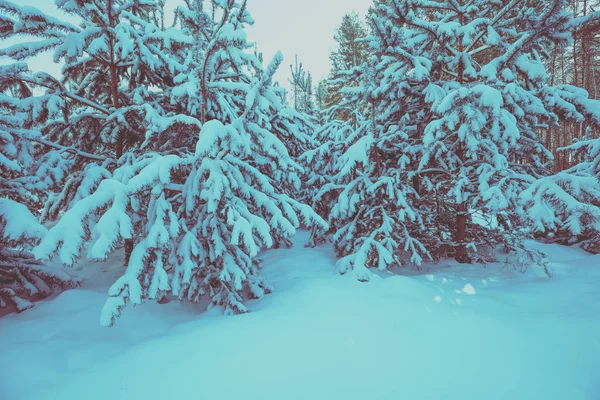 Verschneiter Kiefernwald Bei Sonnenuntergang Kiefernzweige Die Mit Schnee Bedeckt Sind — Stockfoto