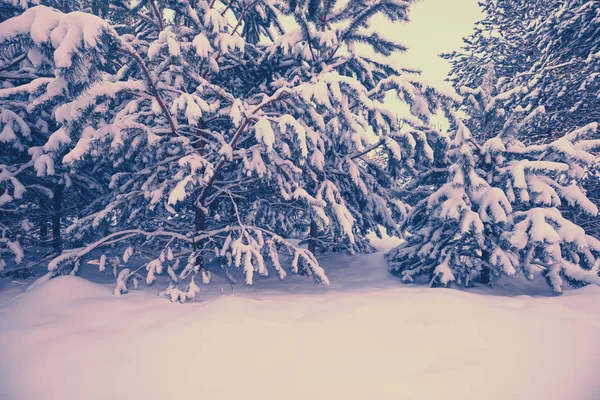Verschneiter Kiefernwald Bei Sonnenuntergang Kiefernzweige Die Mit Schnee Bedeckt Sind — Stockfoto