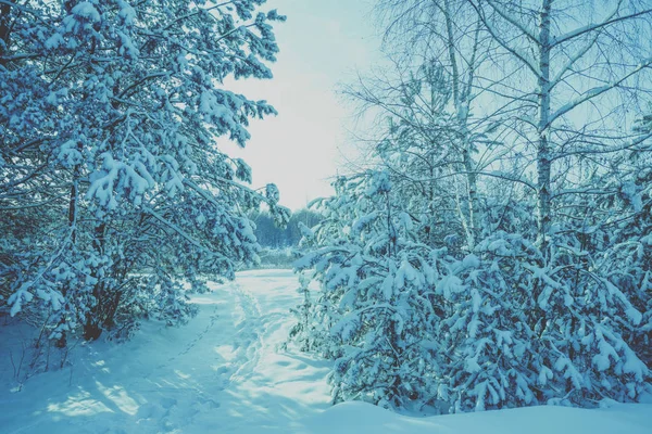 冬の森の端 雪に覆われた森の中の小道 冬の自然 — ストック写真