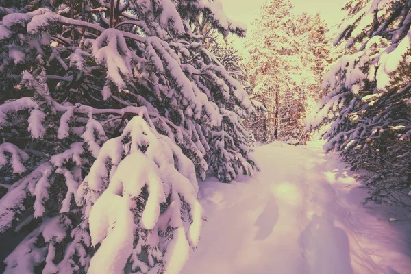 Verschneiter Kiefernwald Bei Sonnenuntergang Kiefernzweige Die Mit Schnee Bedeckt Sind — Stockfoto