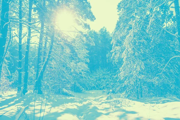 冬雪の針葉樹の森 冬の自然の背景 冬の自然 松の枝は雪で覆われています ビンテージ クリスマス背景を青します 色から — ストック写真