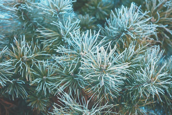 松の枝は霜で覆われています 冬の自然の背景 冬の自然 雪に覆われた森 クリスマス背景 — ストック写真