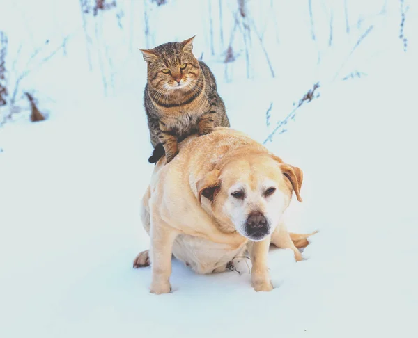 有趣的猫和狗是最好的朋友 在下雪的冬天 猫在户外遛狗 — 图库照片