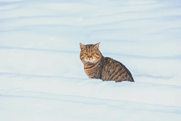 Gato Caminando Nieve Profunda Invierno — Foto de Stock