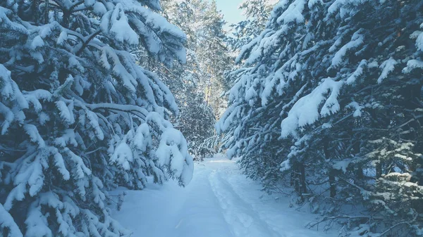 Natürlicher Winterhintergrund Winternatur Verschneiter Wald Kiefernzweige Die Mit Schnee Bedeckt — Stockfoto