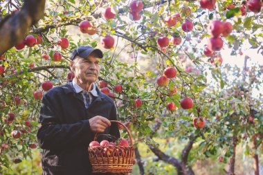 Yaşlı adam elma meyve hasat