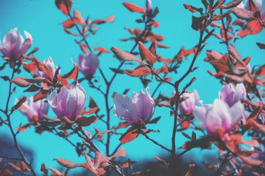 Çiçek açması Manolya çiçek. Bahar. Vintage doğal çiçek arka plan