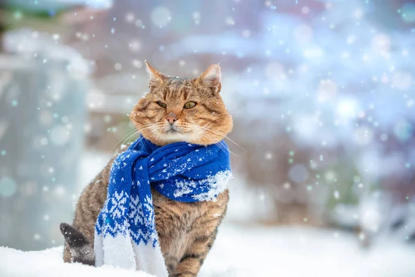 Portréja Egy Macska Sálat Visel Havas Téli Közelében Fenyő — Stock Fotó