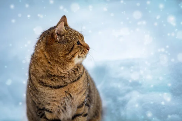 Cat Walking Snow Winter — Stock Photo, Image