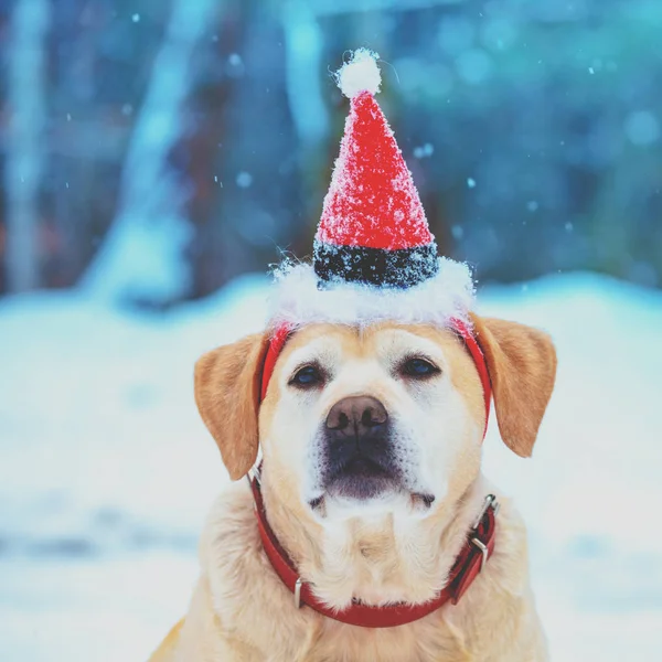 サンタの帽子をかぶっていると 雪の降る冬に屋外に座っている犬の肖像画 — ストック写真