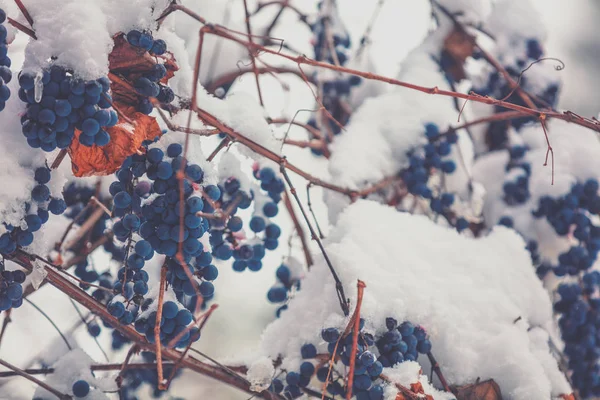 Cubierto Con Uvas Vino Tinto Nieve Vid Invierno — Foto de Stock