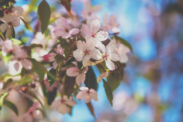 Vintage Blossoming Orchard Branches Cherry Flowers — Stock Photo, Image