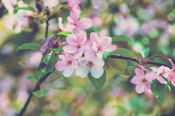 Vintage Blossoming Orchard Branches Cherry Flowers — Stock Photo, Image