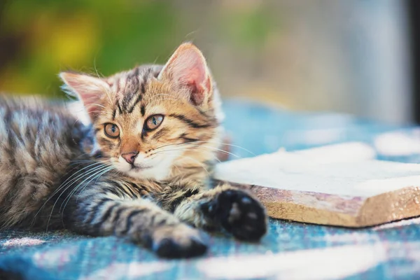 Bonito Gatinho Siberiano Está Descansando Quintal — Fotografia de Stock