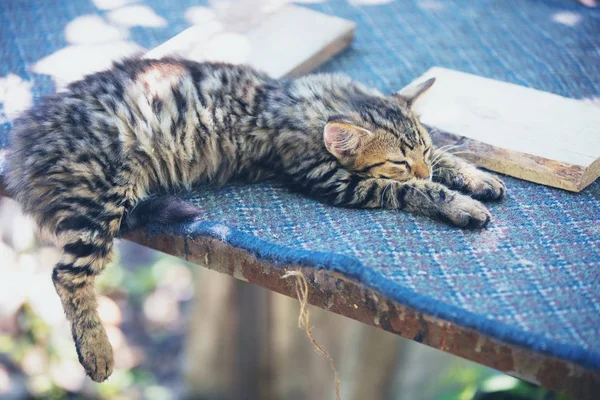 Sevimli Küçük Sibirya Yavru Kedi Içinde Belgili Tanımlık Yarda Dinleniyor — Stok fotoğraf