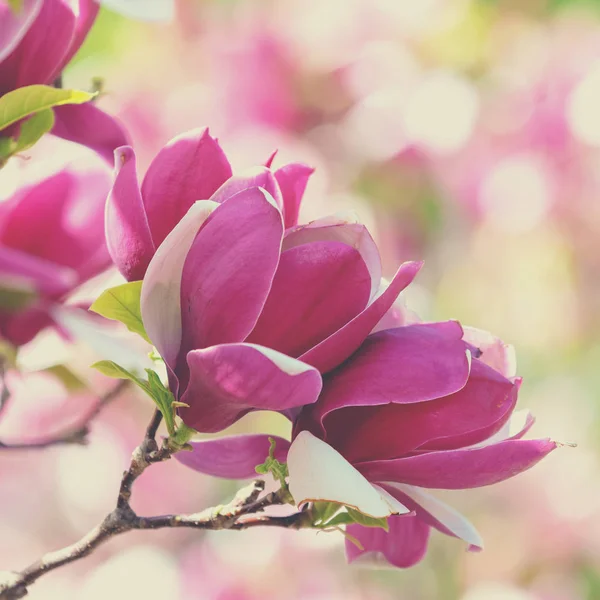 Fiori Magnolia Fiore Primavera Vintage Fiori Naturali Sfondo — Foto Stock