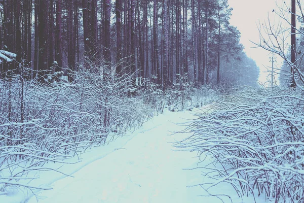 Glade Dans Forêt Pins Neigeux Hiver — Photo