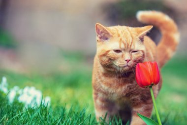 Bir bahçesinde çimenlerin üzerinde yürüyüş şirin küçük kırmızı kedi yavrusu. Kedi koklama Lale çiçek