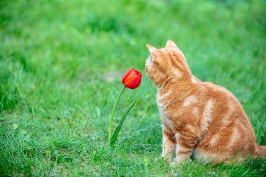 Bir bahçede çimlerin üzerine oturan sevimli küçük kırmızı kedi yavrusu. Kedi koklama Lale çiçek