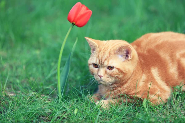 Roztomilý Červený Kotě Sedící Trávě Zahradě Poblíž Tulipán Květ — Stock fotografie