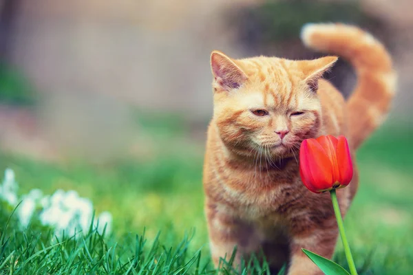 Милый Маленький Красный Котенок Гуляющий Траве Саду Цветок Тюльпана — стоковое фото