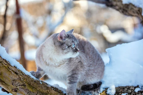 シャム猫が雪に覆われた木に座って — ストック写真