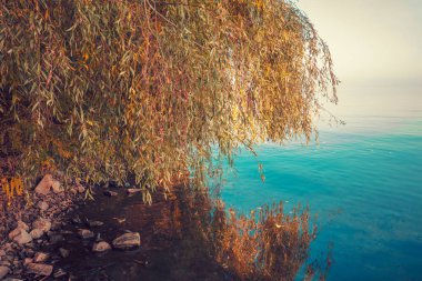 Willow sudaki yansıması ile sonbaharda güzel sahil