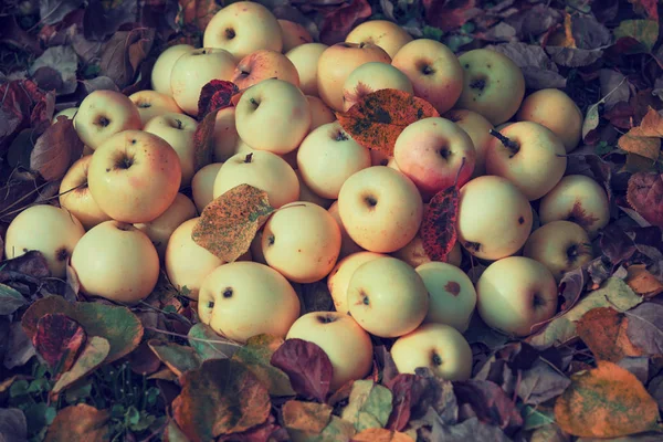 Pile Apples Lies Fallen Leaves Autumn Garden — Stock Photo, Image