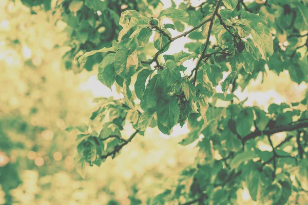 Apfelzweig Mit Grünen Blättern Obstgarten Schöne Frühlingsnatur Natürlicher Hintergrund — Stockfoto