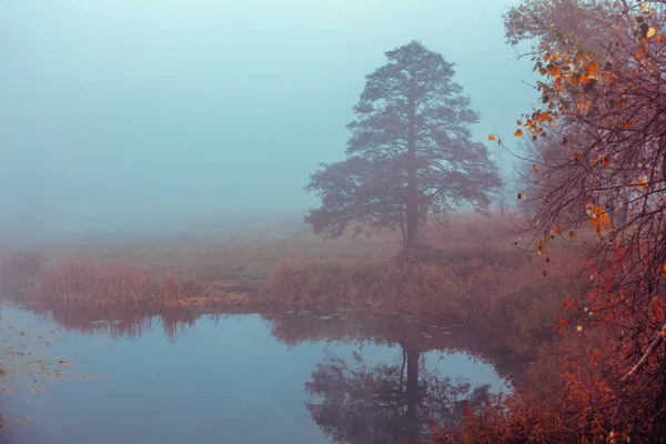 Schöner See Frühen Nebligen Morgen Baum Seeufer — Stockfoto