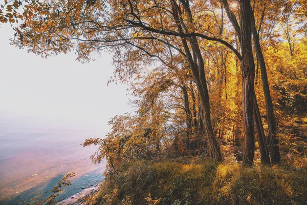 Прекрасний Осінній Пейзаж Дерева Ростуть Скелі Березі Моря — стокове фото