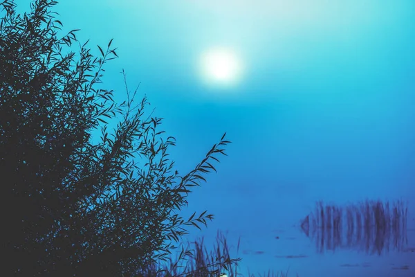 풍경입니다 안개가 새벽에 호수입니다 일출입니다 나무는 호숫가에 — 스톡 사진