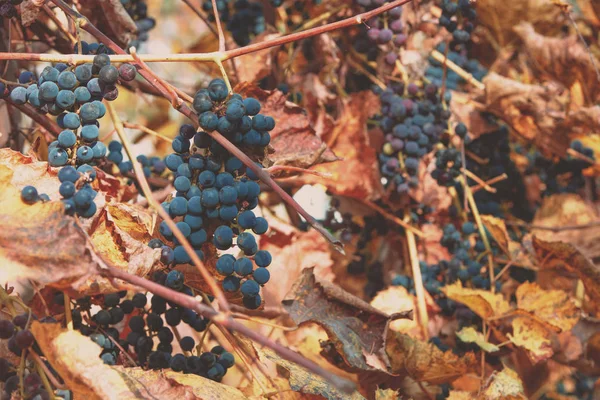 Uvas Vinho Tinto Videira — Fotografia de Stock