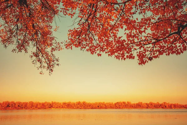 Paisagem Outono Com Lago Ramos Com Folhas Amarelas Sobre Lago — Fotografia de Stock